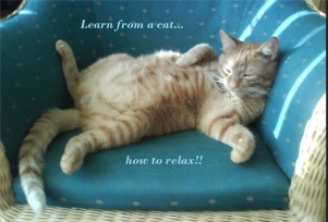 cat-relax